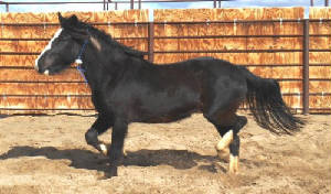 KatieMustang/MustangKatie.jpg