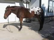 Body view of appaloosa horse