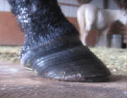 SINKER: LAMINITIS FROM WOUND HEALING PROCESS