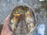 SUBSOLAR ABSCESS DRAINAGE HOLES