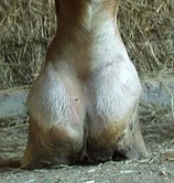 pathologysample/manmadeclubfoot.jpg